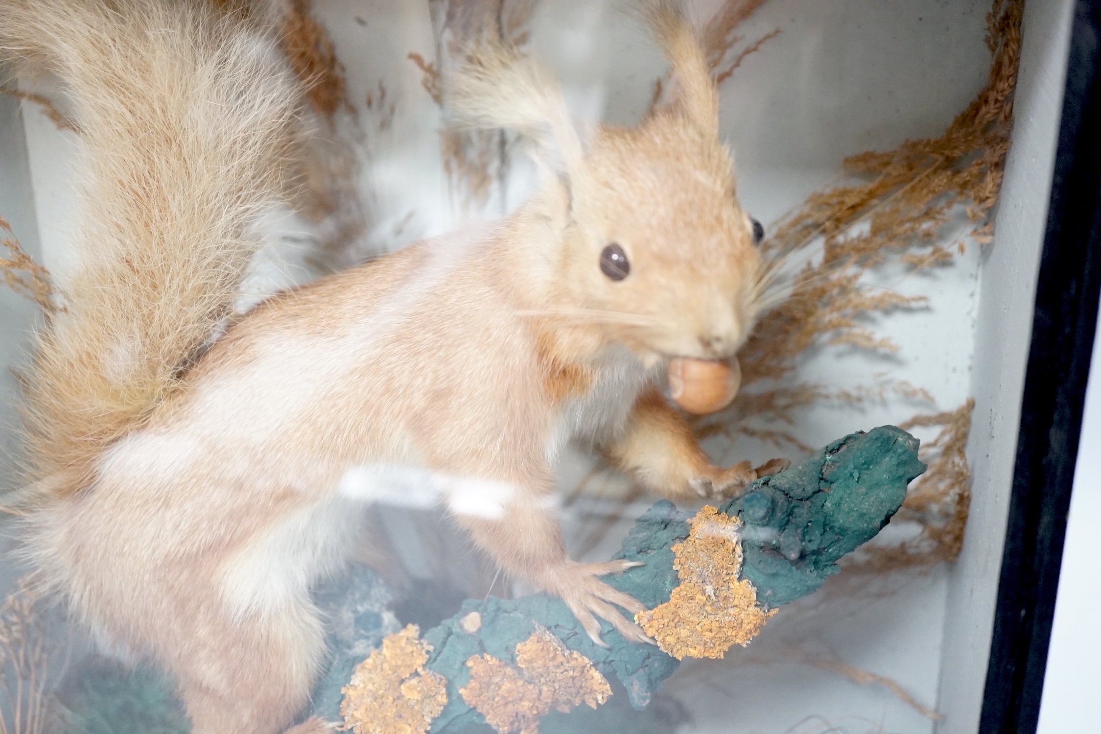 A taxidermy perched red squirrel in glazed wooden case - 31 x 33cm